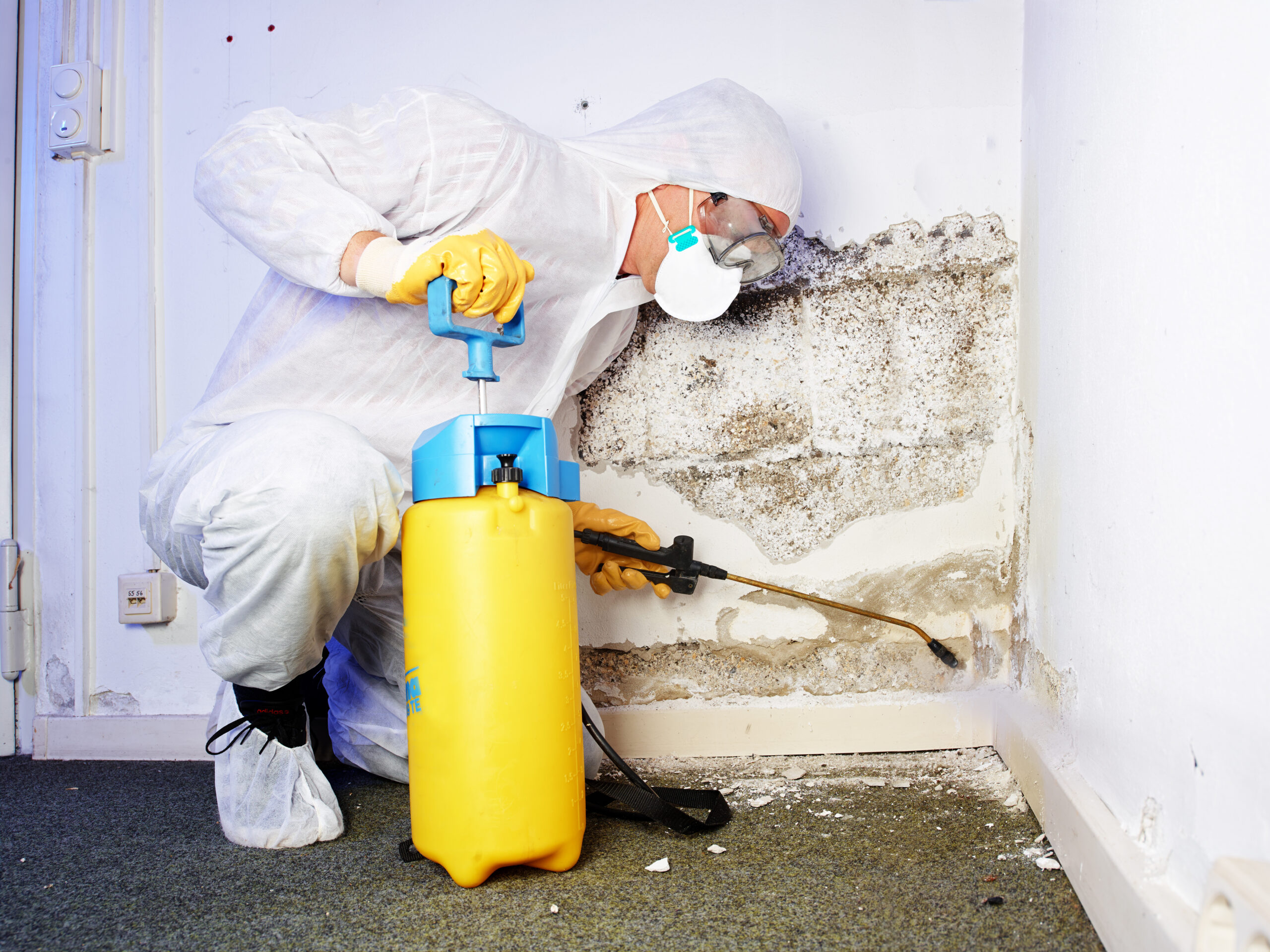 mould removal company Sydney